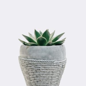 Home Green Soil Lotus